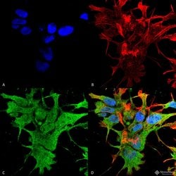 Dicer Monoclonal Antibody (S167-7), QED Bioscience 100 &mu;g; Unconjugated:Antibodies,