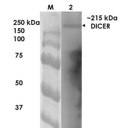 Dicer Monoclonal Antibody (S167-7), QED Bioscience 100 &mu;g; Unconjugated:Antibodies,