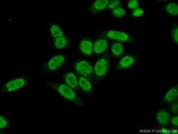 PPIL4 Rabbit anti-Human, Mouse, Rat, Polyclonal, Proteintech:Anticorps:Anticorps