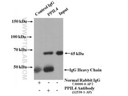 PPIL4 Rabbit anti-Human, Mouse, Rat, Polyclonal, Proteintech:Anticorps:Anticorps