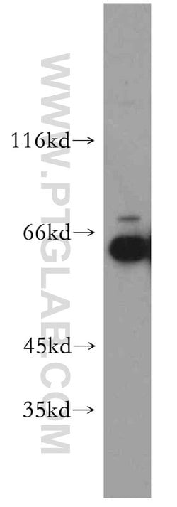 PPIL4 Rabbit anti-Human, Mouse, Rat, Polyclonal, Proteintech:Anticorps:Anticorps