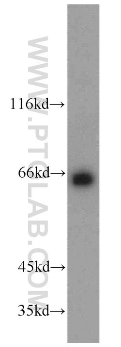 PPIL4 Rabbit anti-Human, Mouse, Rat, Polyclonal, Proteintech