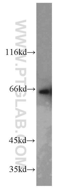 PPIL4 Rabbit anti-Human, Mouse, Rat, Polyclonal, Proteintech:Anticorps:Anticorps