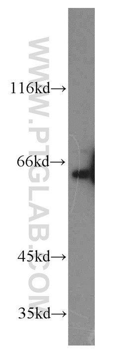 PPIL4 Rabbit anti-Human, Mouse, Rat, Polyclonal, Proteintech:Anticorps:Anticorps