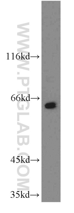 PPIL4 Rabbit anti-Human, Mouse, Rat, Polyclonal, Proteintech:Anticorps:Anticorps