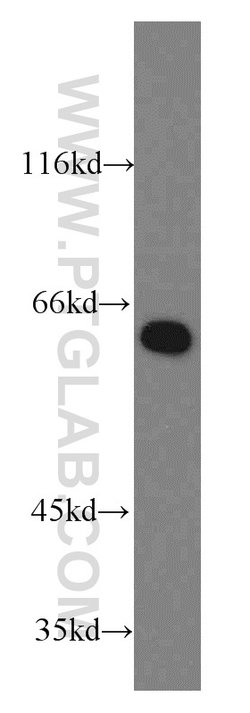 PPIL4 Rabbit anti-Human, Mouse, Rat, Polyclonal, Proteintech:Anticorps:Anticorps