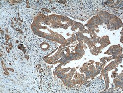 Amylase alpha Rabbit anti-Human, Mouse, Rat, Polyclonal, Proteintech:Antibodies:Primary