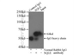 SQLE Rabbit anti-Human, Mouse, Rat, Polyclonal, Proteintech:Antibodies:Primary