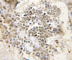PER3 Rabbit anti-Human, Mouse, Rat, Polyclonal, Proteintech 150 μL;