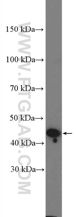 PRMT8 Rabbit anti-Human, Mouse, Rat, Polyclonal, Proteintech:Antibodies:Primary