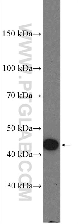 PRMT8 Rabbit anti-Human, Mouse, Rat, Polyclonal, Proteintech:Antibodies:Primary