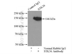 STK36 Rabbit anti-Human, Mouse, Rat, Polyclonal, Proteintech:Antibodies:Primary