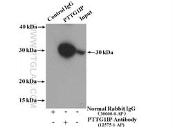 PTTG1IP Rabbit anti-Human, Polyclonal, Proteintech 150 &mu;L; Unconjugated:Antibodies,