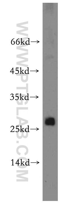 PTTG1IP Rabbit anti-Human, Polyclonal, Proteintech 150 &mu;L; Unconjugated:Antibodies,