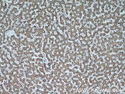 PTTG1IP Rabbit anti-Human, Polyclonal, Proteintech 150 &mu;L; Unconjugated:Antibodies,