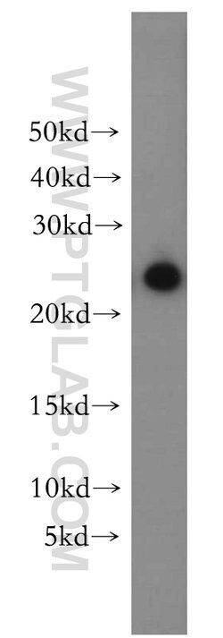 PTTG1IP Rabbit anti-Human, Polyclonal, Proteintech 150 &mu;L; Unconjugated:Antibodies,