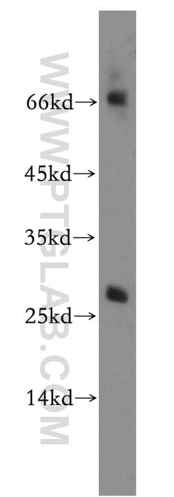PTTG1IP Rabbit anti-Human, Polyclonal, Proteintech 150 &mu;L; Unconjugated:Antibodies,