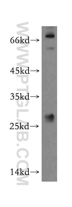 PTTG1IP Rabbit anti-Human, Polyclonal, Proteintech 150 &mu;L; Unconjugated:Antibodies,