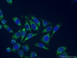 EDIL3 Rabbit anti-Human, Mouse, Rat, Polyclonal, Proteintech:Antibodies:Primary