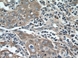 EDIL3 Rabbit anti-Human, Mouse, Rat, Polyclonal, Proteintech:Antibodies:Primary