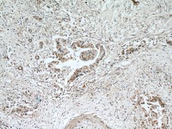 EDIL3 Rabbit anti-Human, Mouse, Rat, Polyclonal, Proteintech:Antibodies:Primary