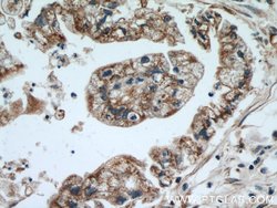 EDIL3 Rabbit anti-Human, Mouse, Rat, Polyclonal, Proteintech:Antibodies:Primary