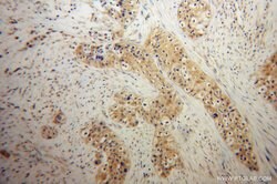 EDIL3 Rabbit anti-Human, Mouse, Rat, Polyclonal, Proteintech:Antibodies:Primary