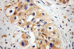 EDIL3 Rabbit anti-Human, Mouse, Rat, Polyclonal, Proteintech:Antibodies:Primary