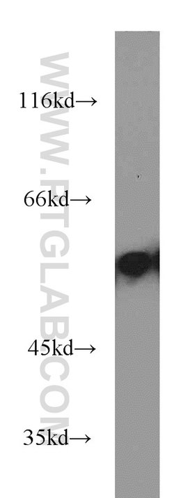 EDIL3 Rabbit anti-Human, Mouse, Rat, Polyclonal, Proteintech:Antibodies:Primary