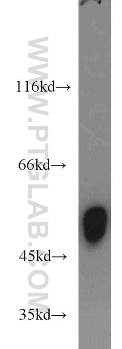 EDIL3 Rabbit anti-Human, Mouse, Rat, Polyclonal, Proteintech:Antibodies:Primary