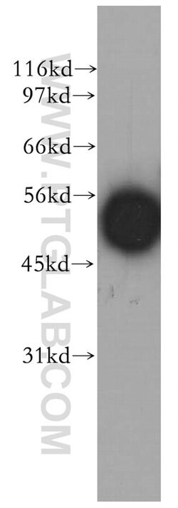 EDIL3 Rabbit anti-Human, Mouse, Rat, Polyclonal, Proteintech:Antibodies:Primary