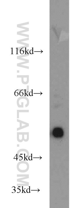 EDIL3 Rabbit anti-Human, Mouse, Rat, Polyclonal, Proteintech:Antibodies:Primary