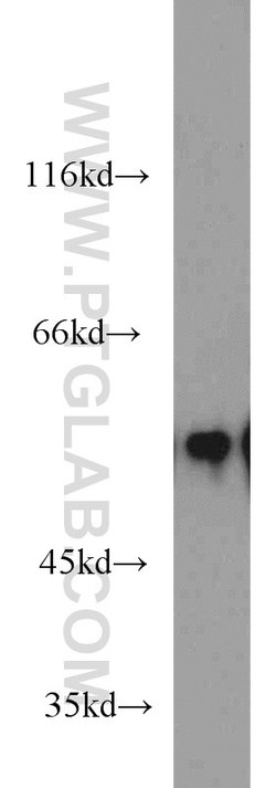 EDIL3 Rabbit anti-Human, Mouse, Rat, Polyclonal, Proteintech:Antibodies:Primary
