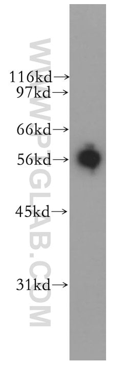 EDIL3 Rabbit anti-Human, Mouse, Rat, Polyclonal, Proteintech:Antibodies:Primary