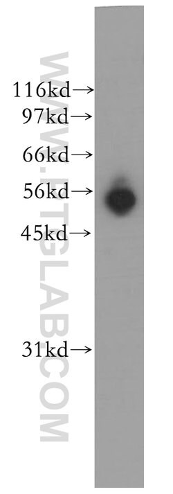 EDIL3 Rabbit anti-Human, Mouse, Rat, Polyclonal, Proteintech:Antibodies:Primary