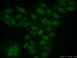 SAMHD1 Rabbit anti-Human, Mouse, Rat, Polyclonal, Proteintech:Antibodies:Primary