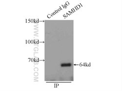 SAMHD1 Rabbit anti-Human, Mouse, Rat, Polyclonal, Proteintech:Antibodies:Primary