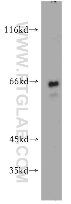 SAMHD1 Rabbit anti-Human, Mouse, Rat, Polyclonal, Proteintech:Antibodies:Primary