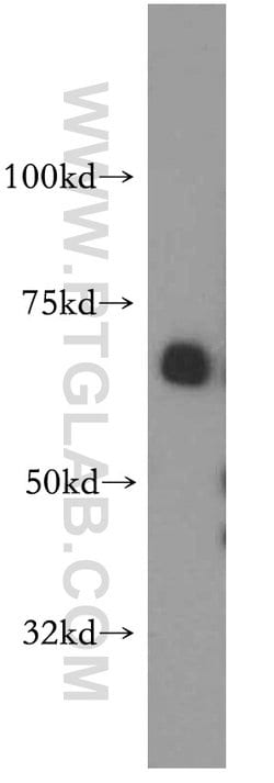 SAMHD1 Rabbit anti-Human, Mouse, Rat, Polyclonal, Proteintech:Antibodies:Primary