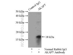 AKAP7 Rabbit anti-Human, Mouse, Rat, Polyclonal, Proteintech:Antibodies:Primary