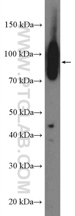 Integrin beta-1 Rabbit anti-Human, Mouse, Rat, Polyclonal, Proteintech:Antibodies:Primary