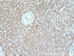 GCLC Rabbit anti-Human, Mouse, Rat, Polyclonal, Proteintech:Antibodies:Primary
