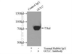 GCLC Rabbit anti-Human, Mouse, Rat, Polyclonal, Proteintech:Antibodies:Primary