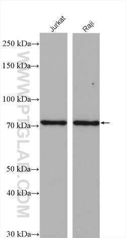 GCLC Rabbit anti-Human, Mouse, Rat, Polyclonal, Proteintech:Antibodies:Primary