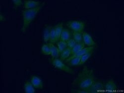 TRIM23 Rabbit anti-Human, Mouse, Polyclonal, Proteintech 150 &mu;L; Unconjugated:Antibodies,
