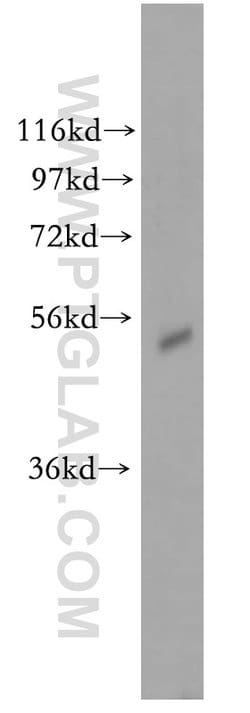 PIGB Rabbit anti-Human, Mouse, Rat, Polyclonal, Proteintech:Antibodies:Primary