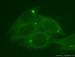 GNAI1 Rabbit anti-Human, Mouse, Rat, Polyclonal, Proteintech 20 &mu;L;