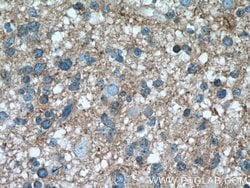 GNAI1 Rabbit anti-Human, Mouse, Rat, Polyclonal, Proteintech 20 &mu;L;