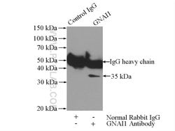 GNAI1 Rabbit anti-Human, Mouse, Rat, Polyclonal, Proteintech 20 &mu;L;