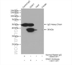 GNAI1 Rabbit anti-Human, Mouse, Rat, Polyclonal, Proteintech 20 &mu;L;